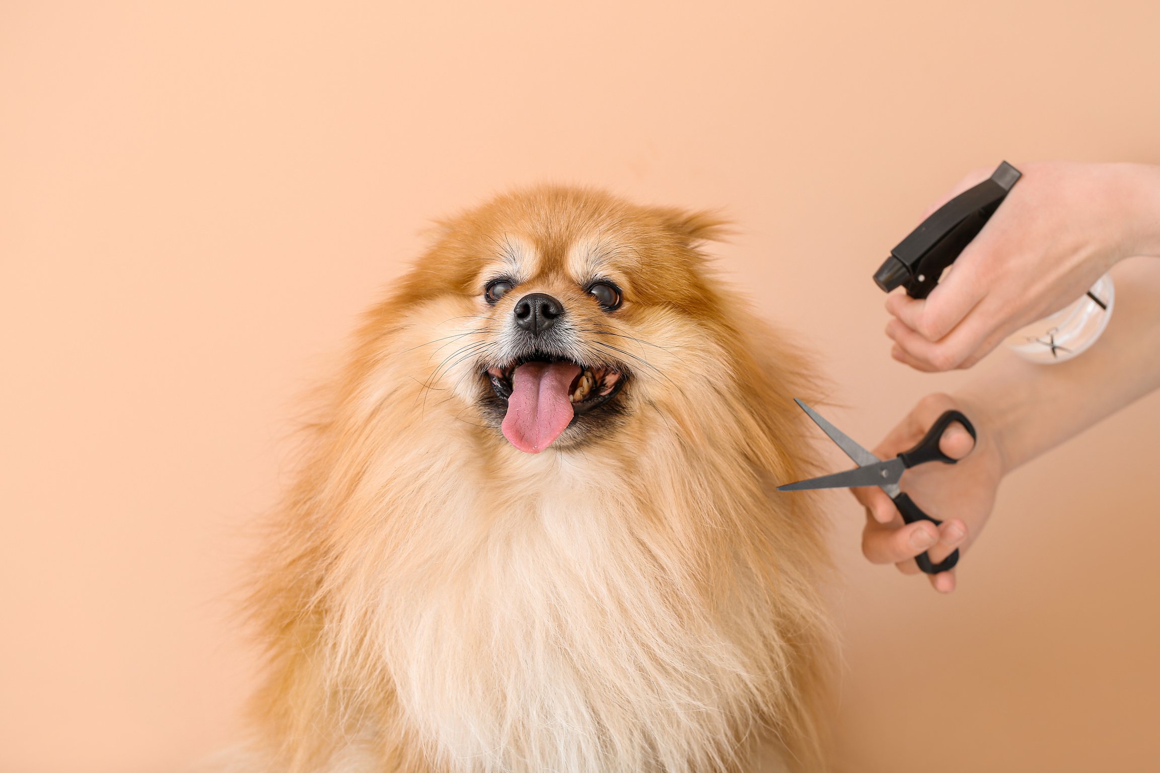 Groomer Taking Care of Dog